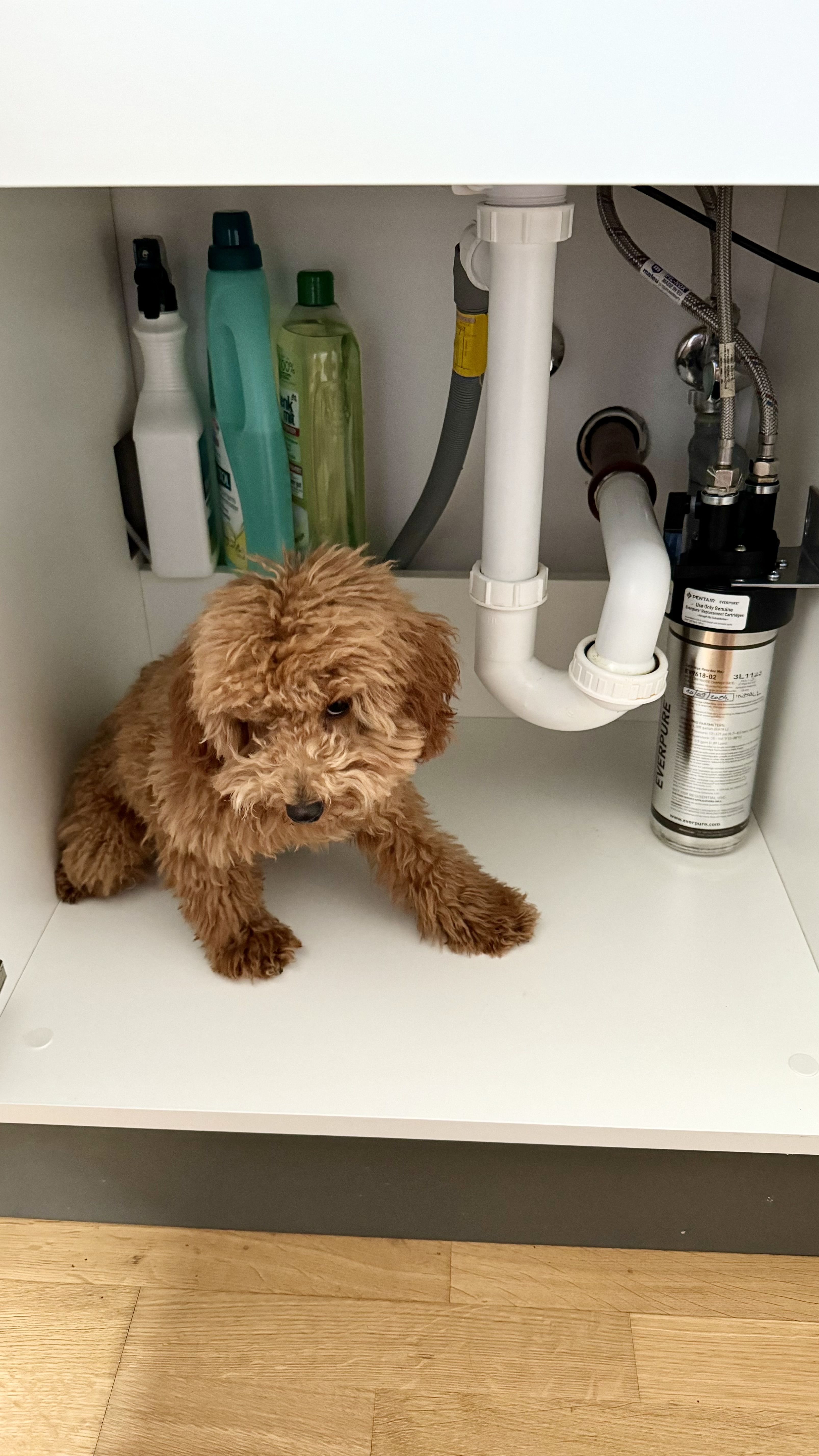 Everpure vízszűrő